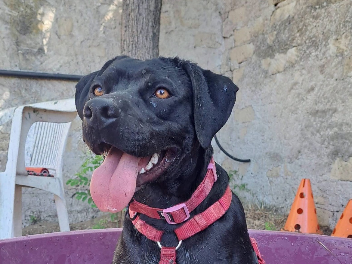 Adotta un cane, taglia media contenuta, maschio, Caserta