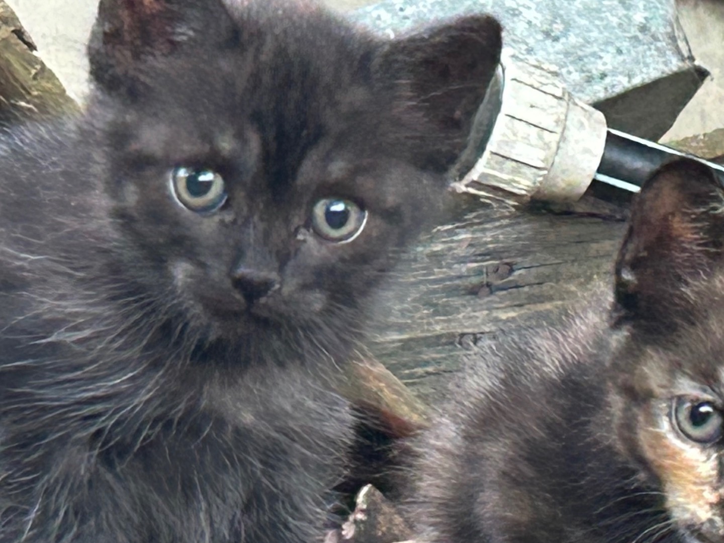 Adotta un gatto, maschio, 2 mesi, Roma