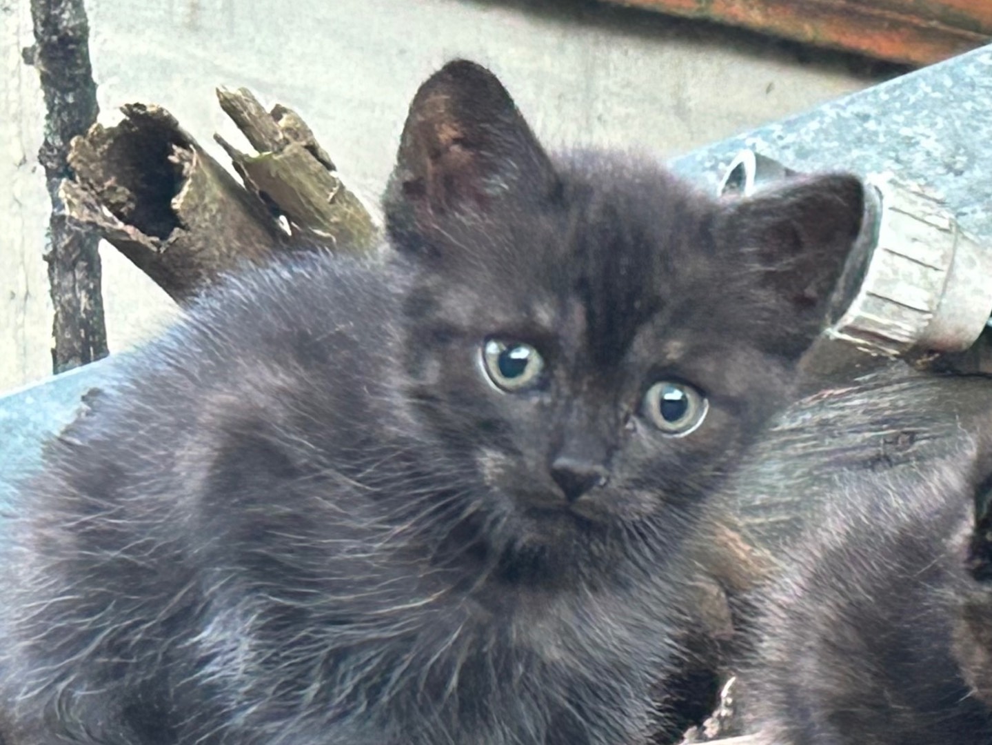 Adotta un gatto, taglia non valida, maschio, Roma