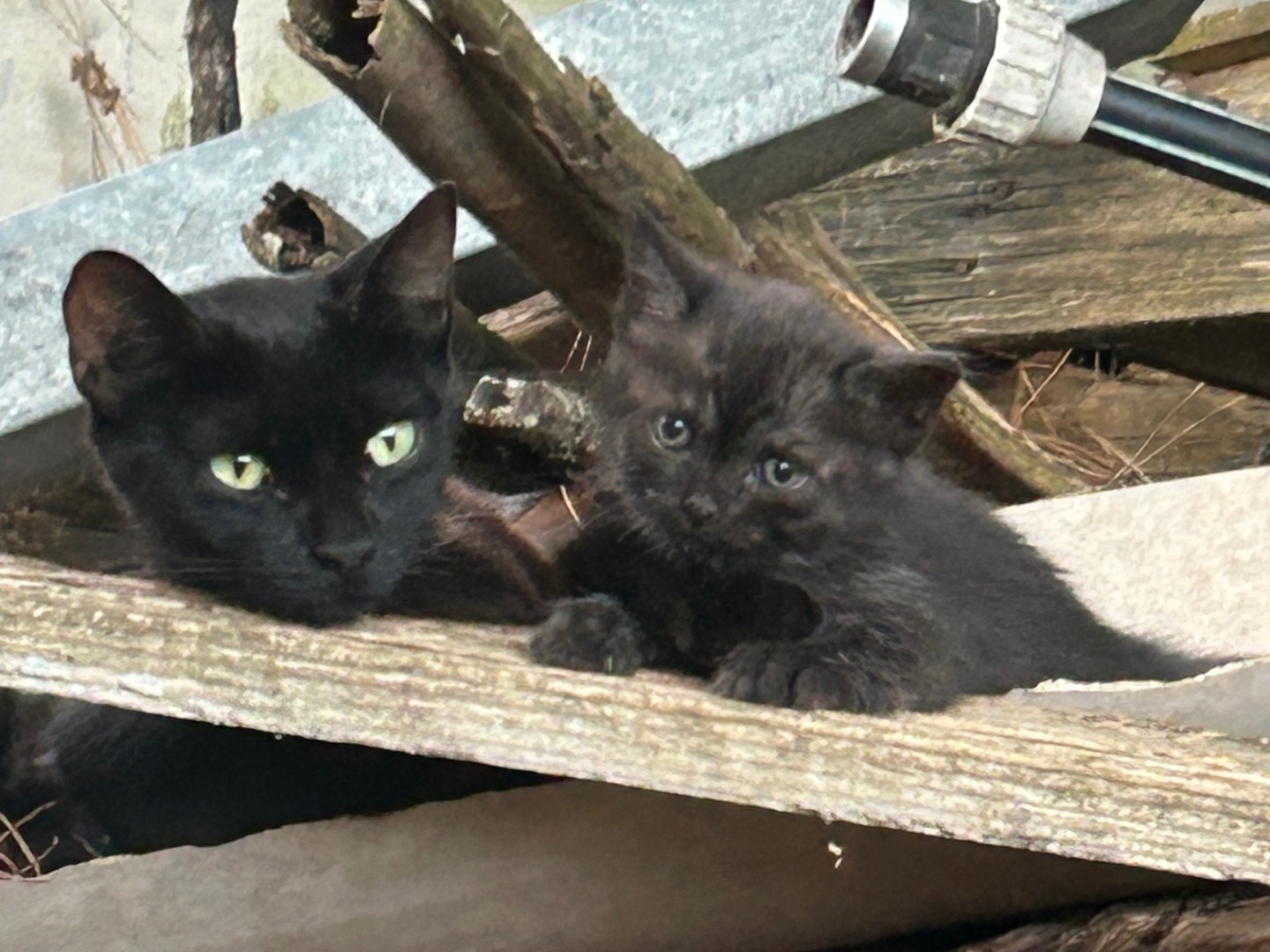 Adozione gatto, maschio, Razza sconosciuta Razza sconosciuta, 2 mesi, taglia non valida, Roma