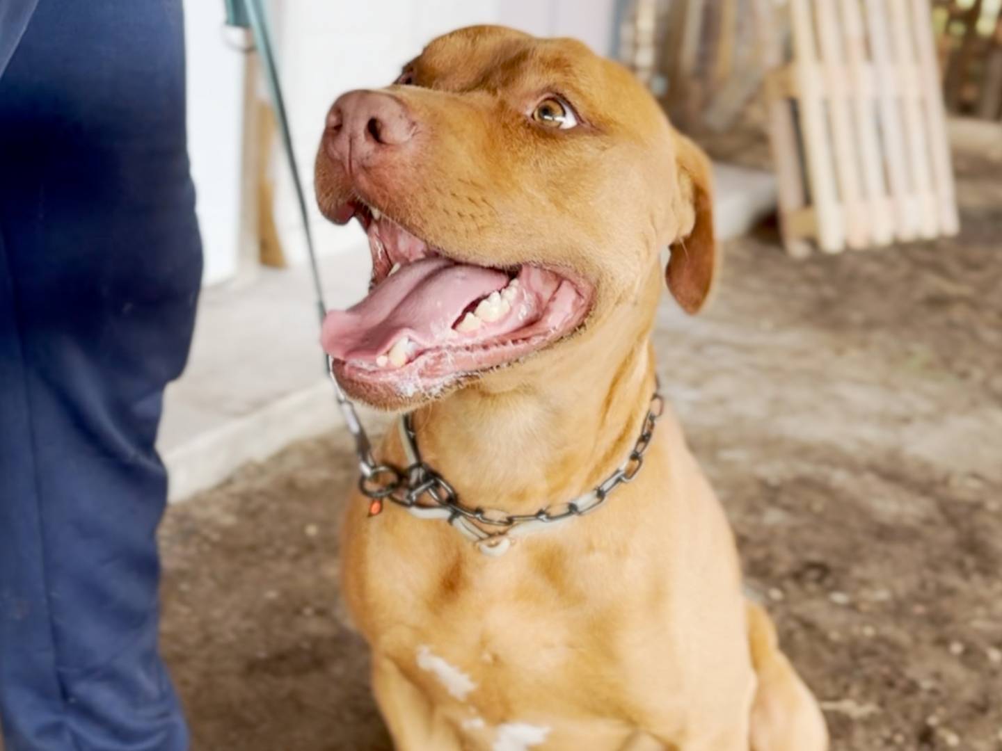 Adozione cane, maschio, Pitbull Pitbull, 4 anni e 2 mesi, taglia grande, Roma