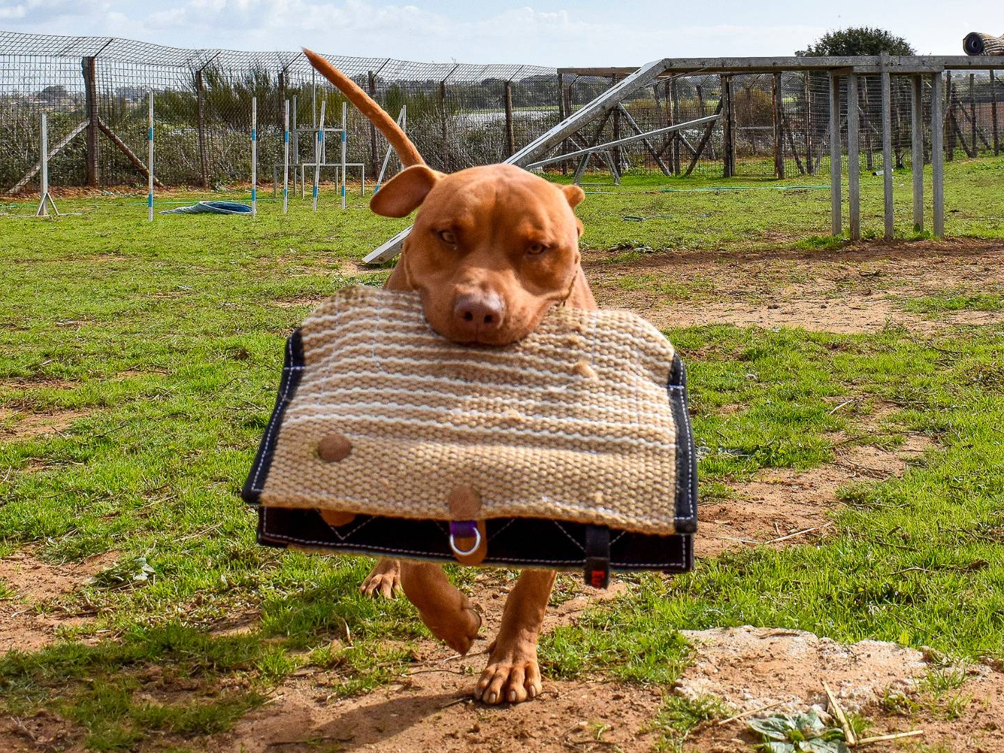 Adotta un cane, maschio, 4 anni e 2 mesi, Roma