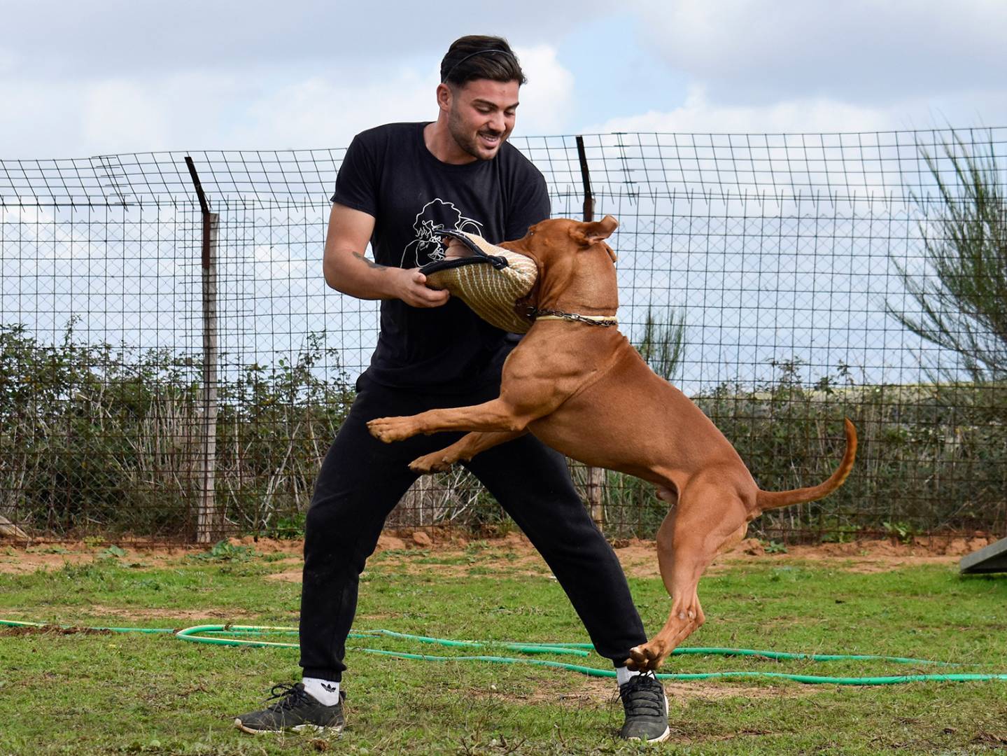 Adotta un cane, taglia grande, maschio, Roma