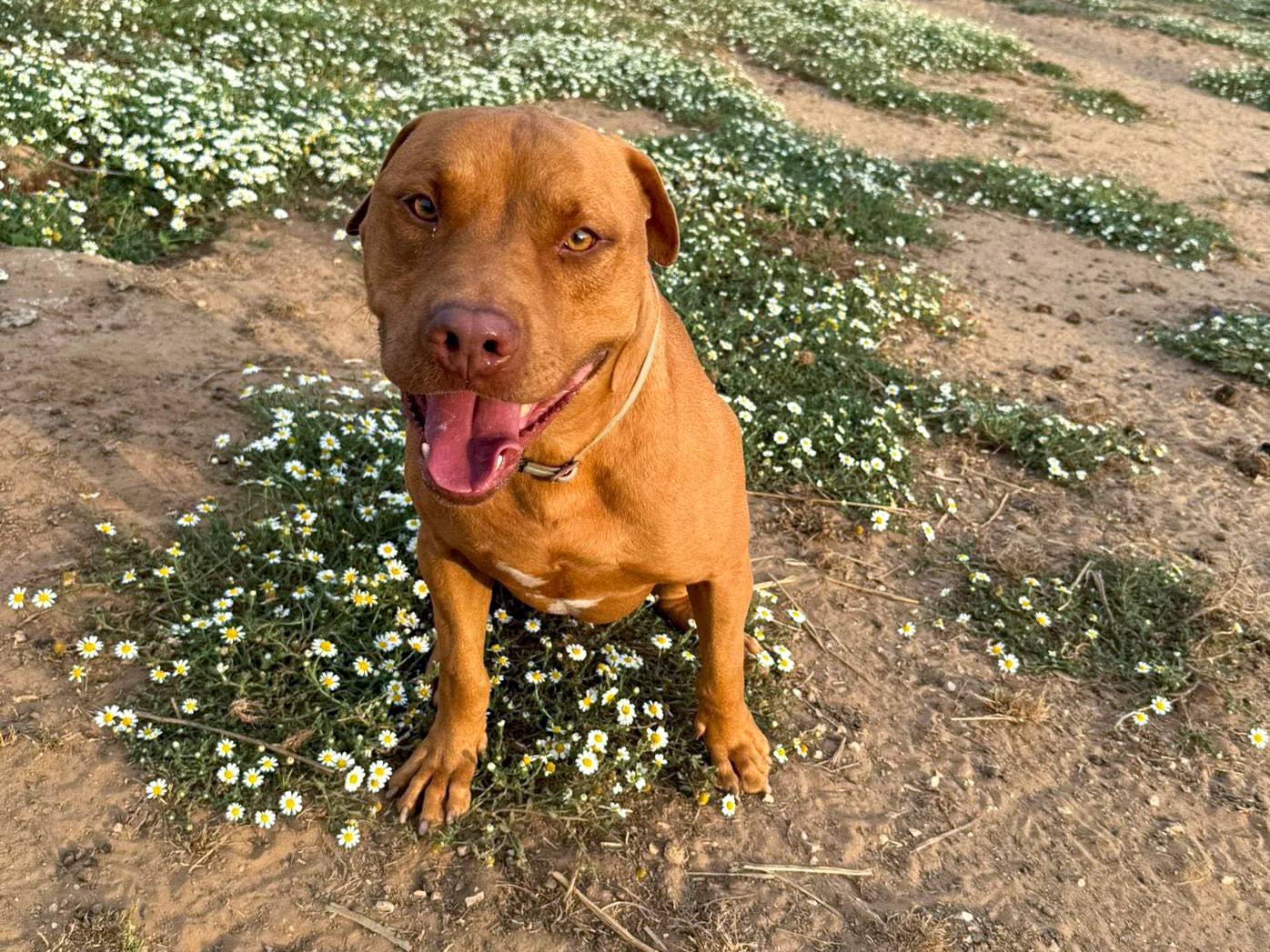 Vuoi adottare un cane a Roma?
