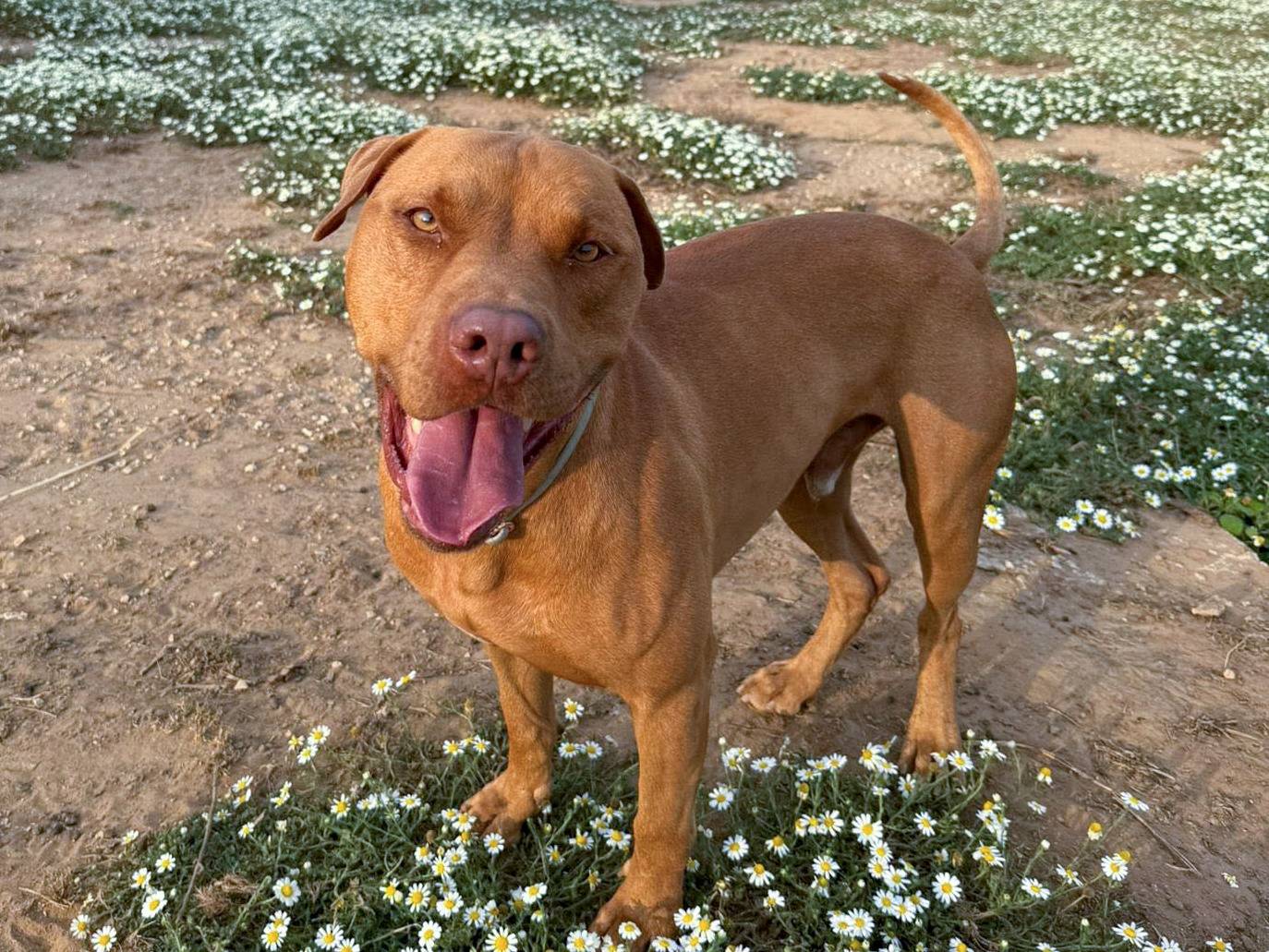 Adotta il cane Milo a Roma