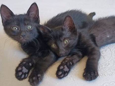 Adozione gatto, maschio, Razza sconosciuta Razza sconosciuta, 2 mesi, taglia non valida, Torino