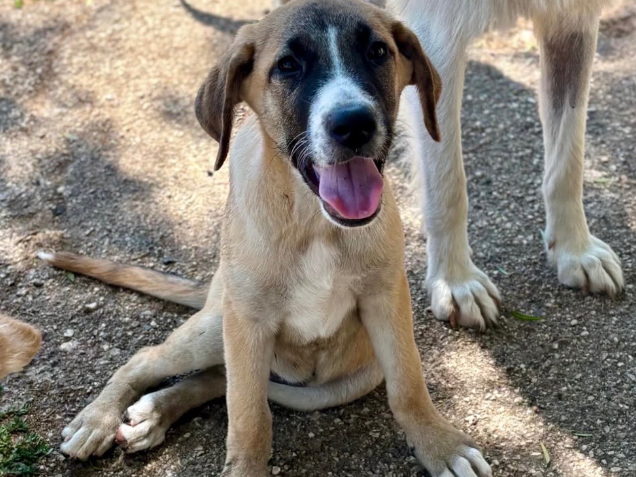 Adozione cane, femmina, Razza sconosciuta Razza sconosciuta, 3 mesi, taglia media, Foggia