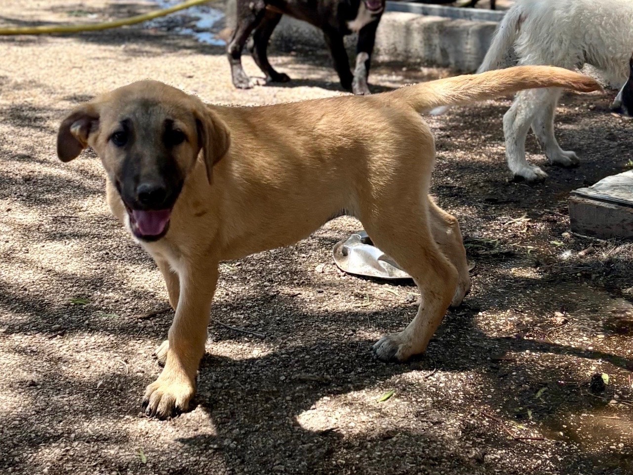 Adozione cane, femmina, Razza sconosciuta Razza sconosciuta, 3 mesi, taglia media, Foggia