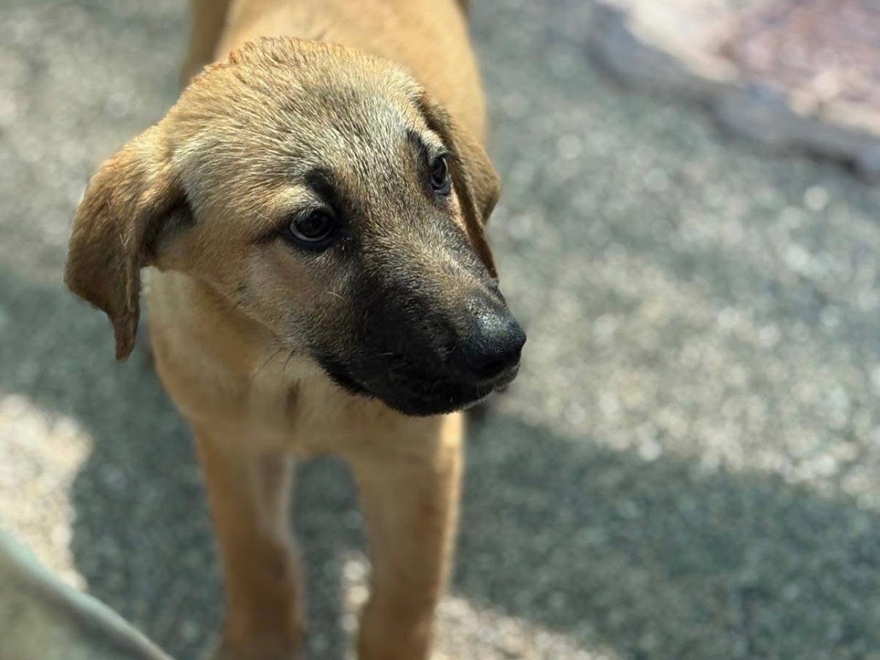 Adotta un cane, femmina, 3 mesi, Foggia