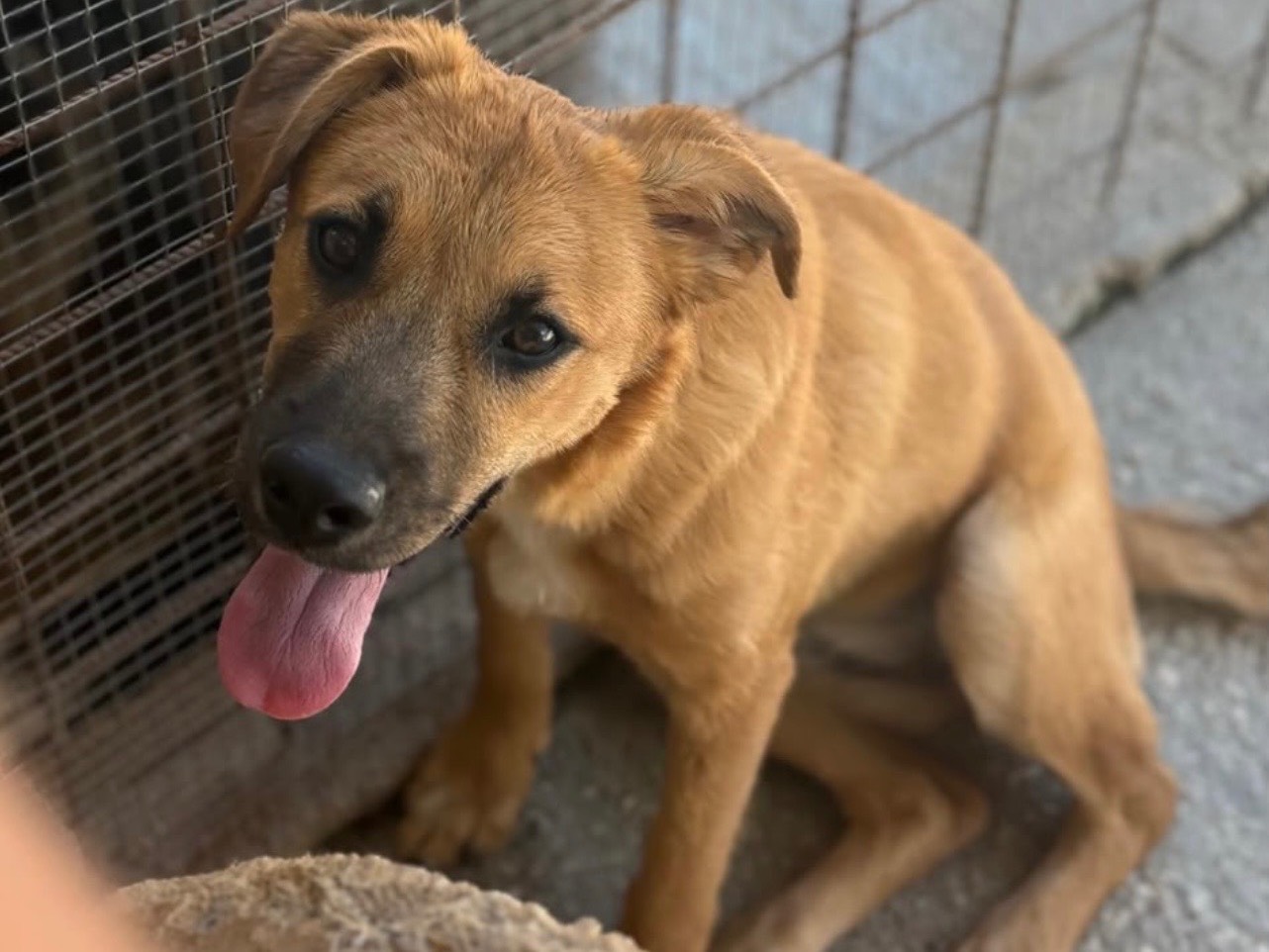 Adotta un cane, taglia media, femmina, Foggia