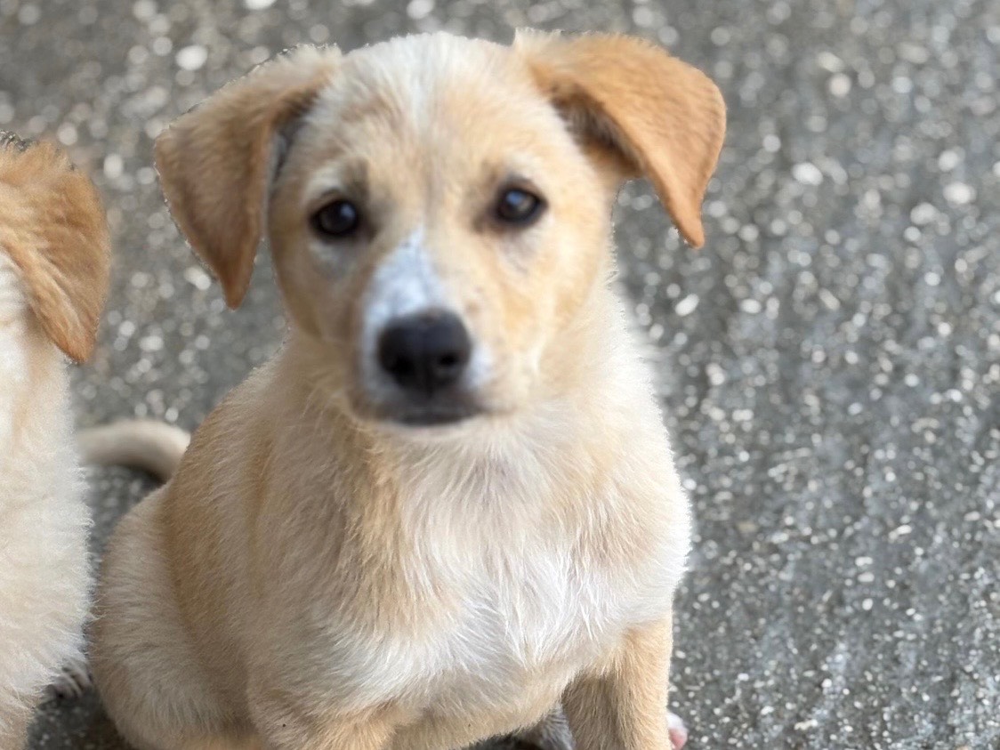 Adozione cane, femmina, Razza sconosciuta Razza sconosciuta, 3 mesi, taglia media, Foggia