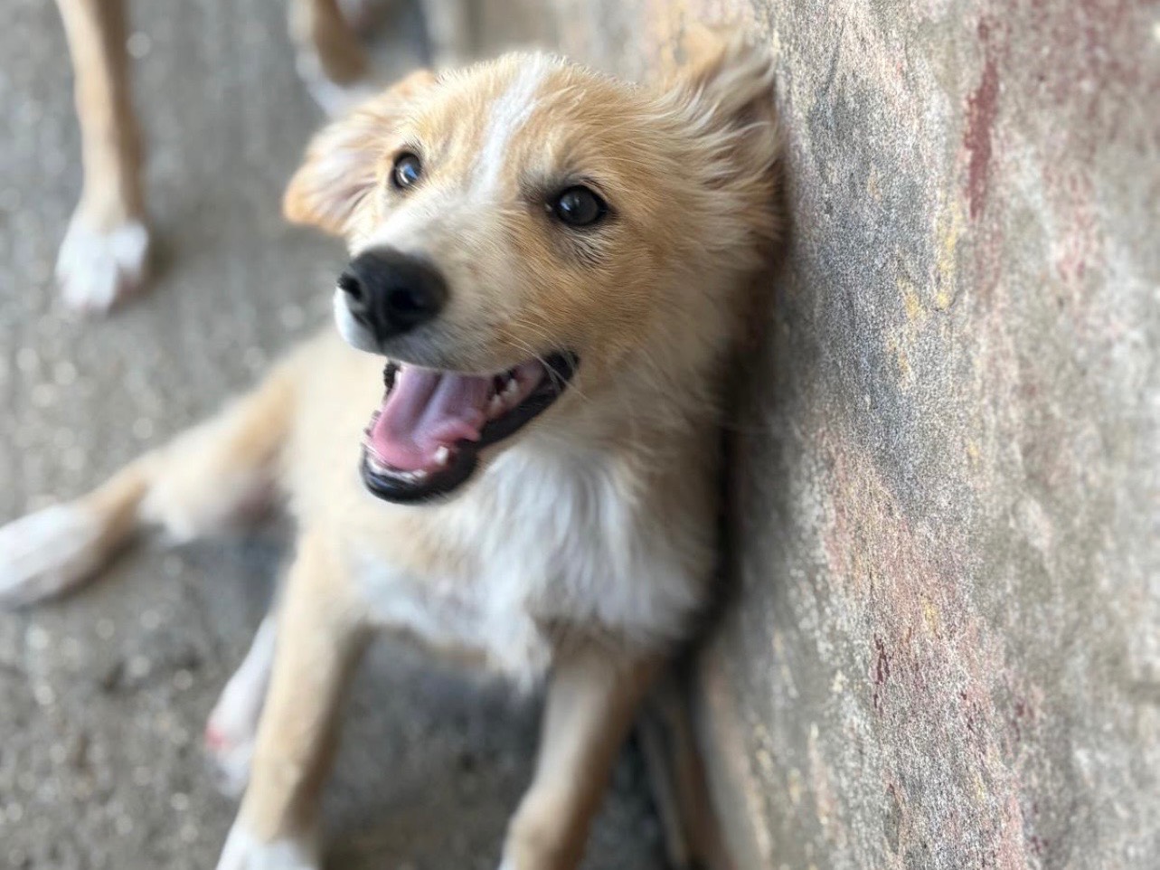 Adozione cane, femmina, Razza sconosciuta Razza sconosciuta, 3 mesi, taglia media, Foggia