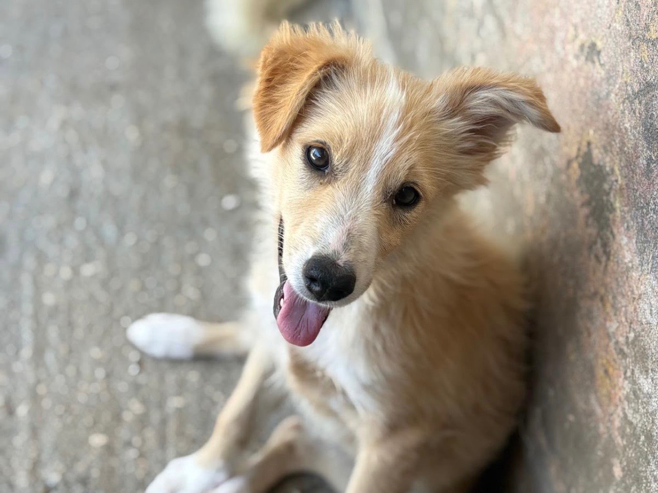 Adotta un cane, femmina, 3 mesi, Foggia