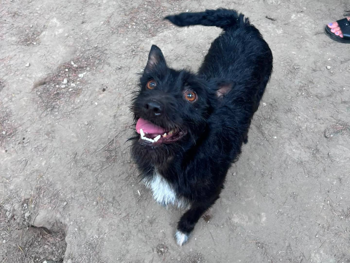Adozione cane, maschio, Razza sconosciuta Razza sconosciuta, 2 anni e 1 mese, taglia piccola, Caserta