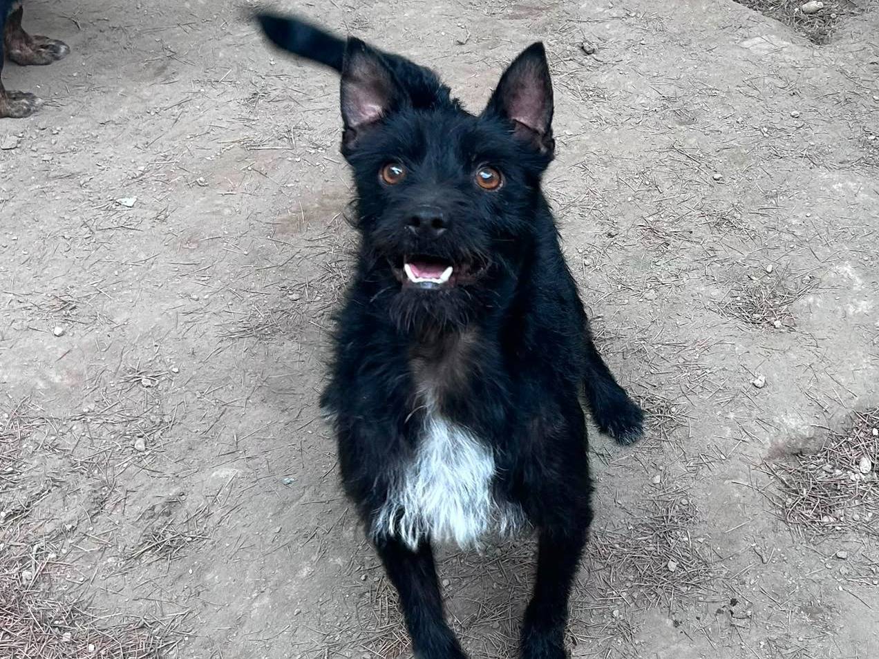 Adotta un cane, maschio, 2 anni e 1 mese, Caserta