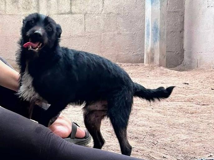 Adotta un cane, taglia piccola, maschio, Caserta
