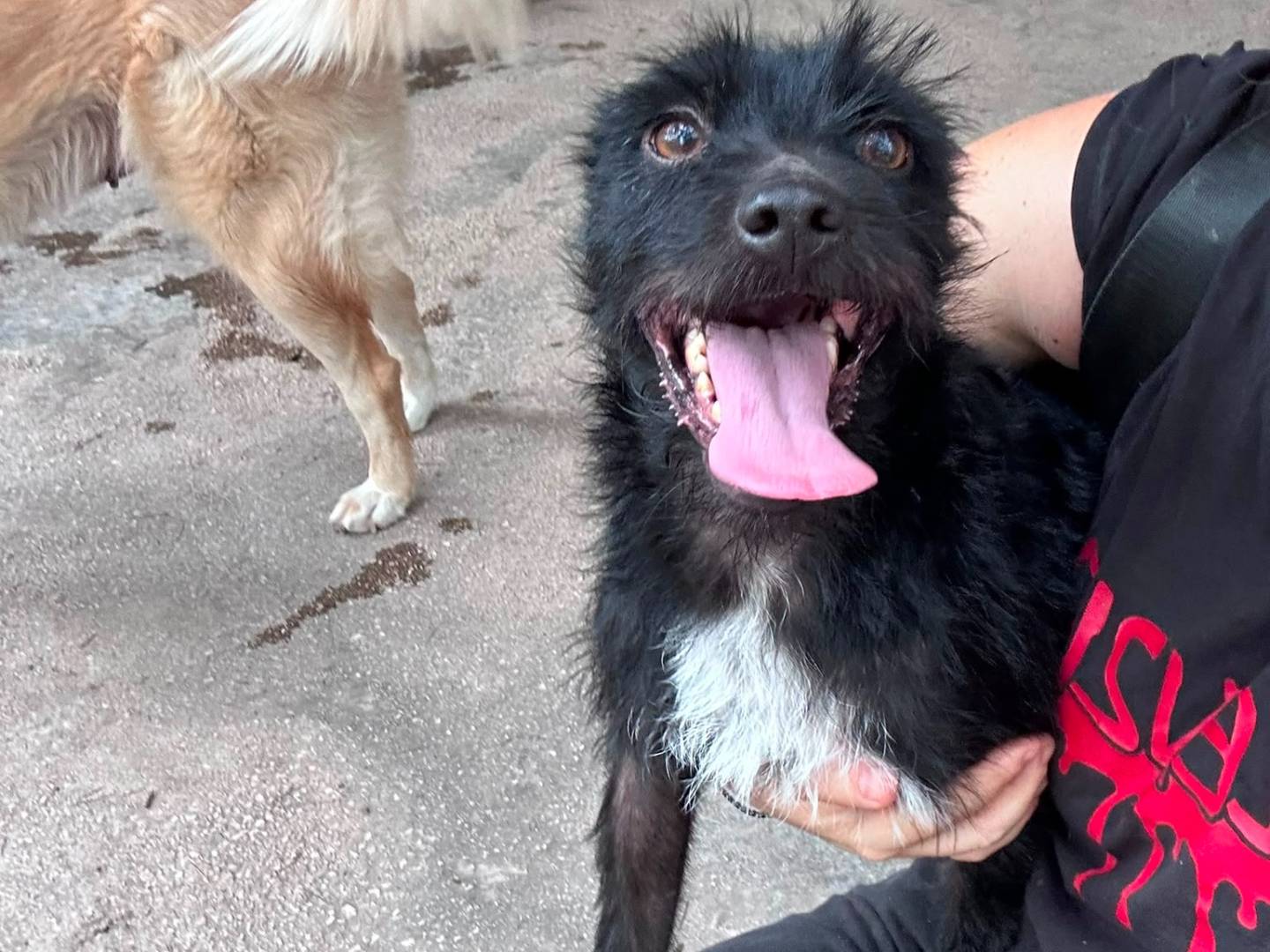 Vuoi adottare un cane a Caserta?