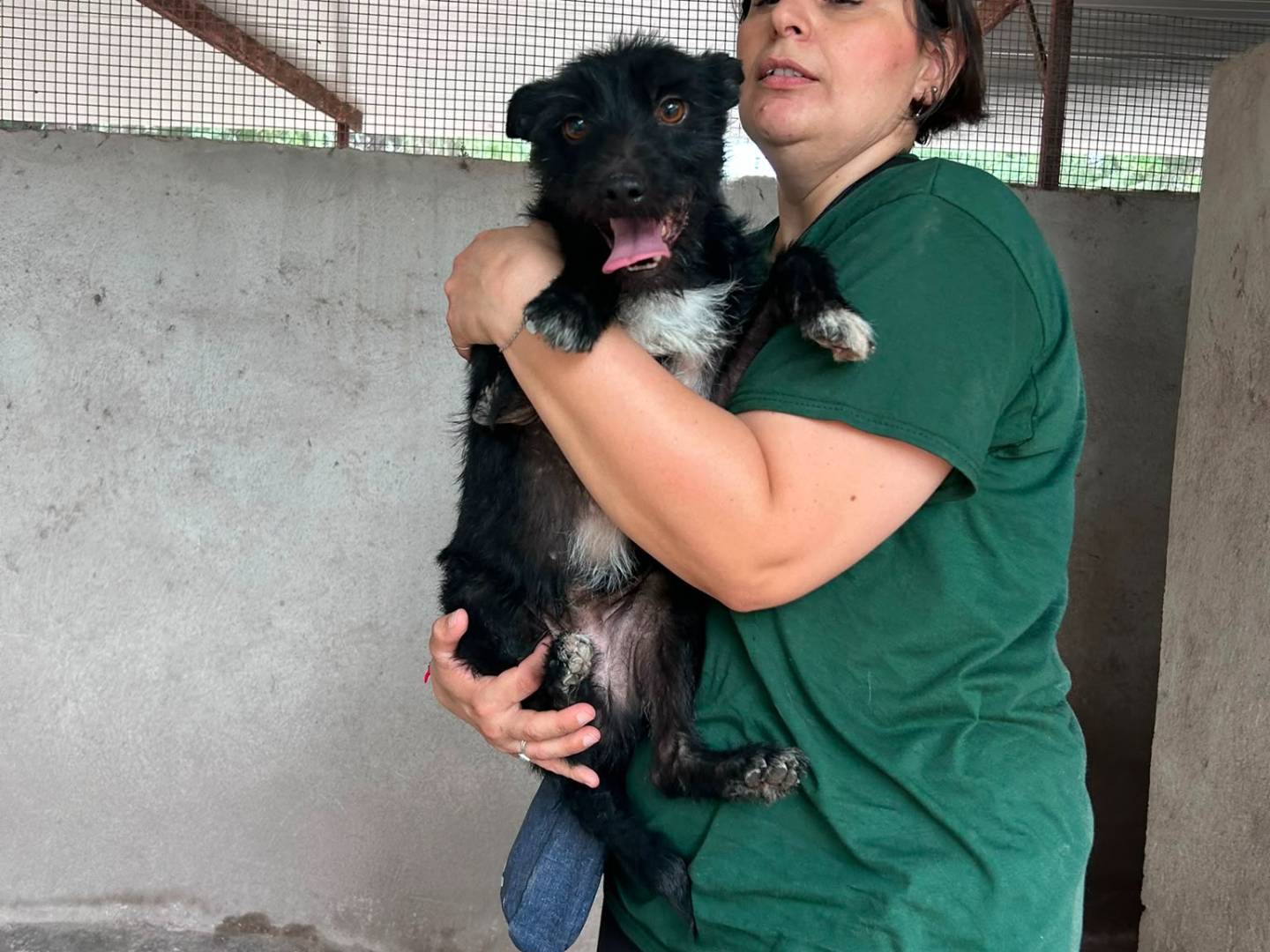 Adotta il cane TAZ a Caserta
