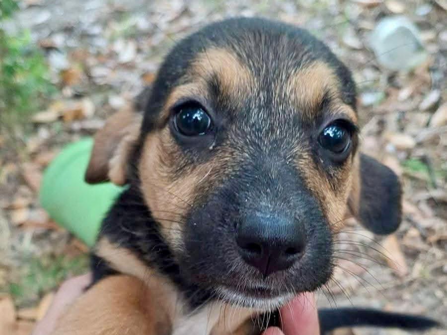 Adozione cane, femmina, Razza sconosciuta Razza sconosciuta, 2 mesi, taglia piccola, Latina