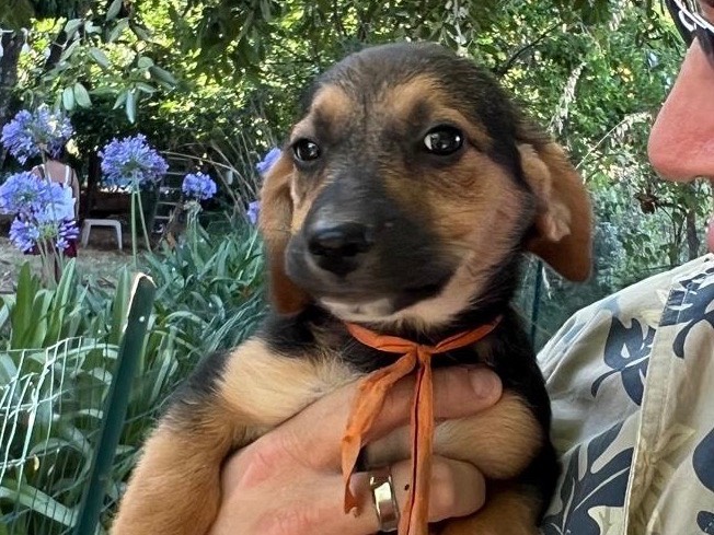Adotta un cane, femmina, 2 mesi, Latina