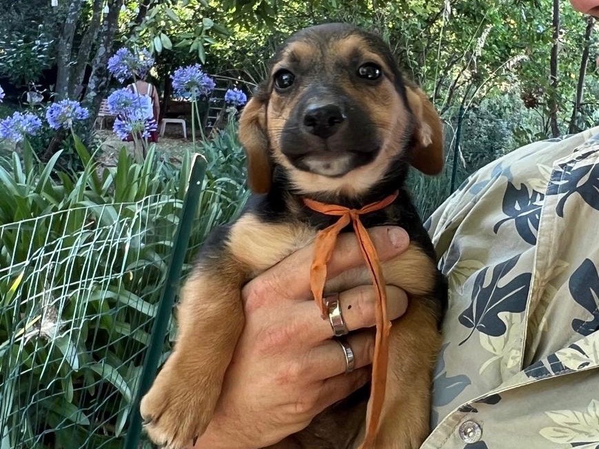 Adotta un cane, taglia piccola, femmina, Latina