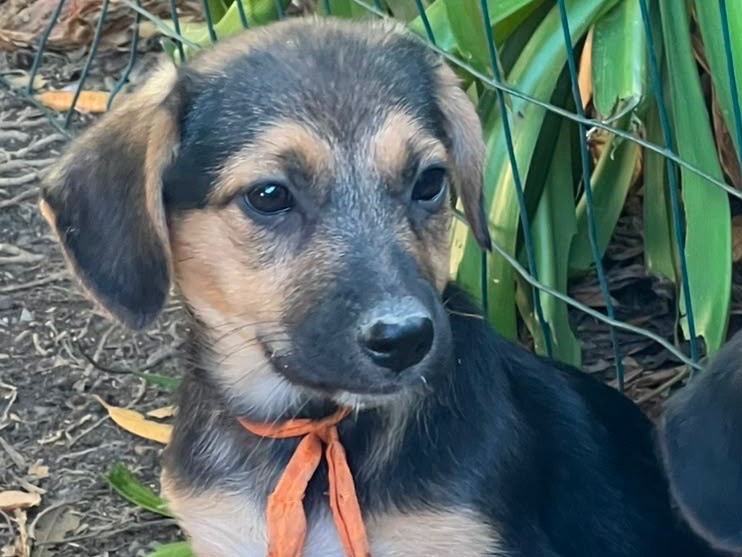 Adotta il cane Flora a Latina