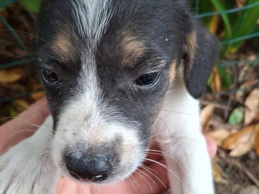 Adotta un cane, taglia piccola, femmina, Latina