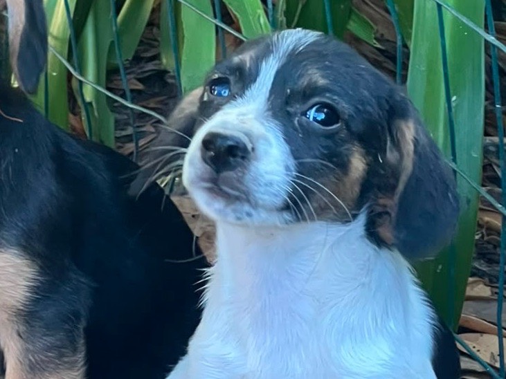 Adozione cane, femmina, Razza sconosciuta Razza sconosciuta, 2 mesi, taglia piccola, Latina