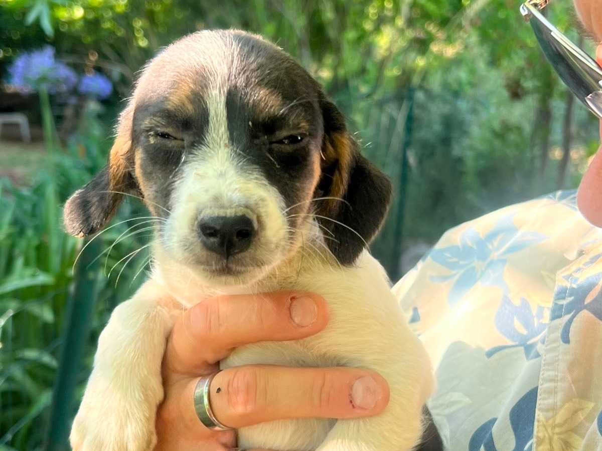 Adotta un cane, femmina, 2 mesi, Latina