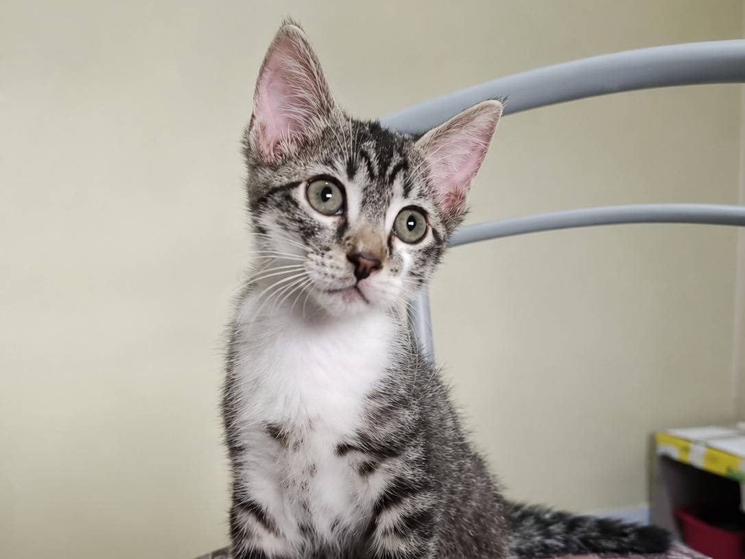 Adozione gatto, maschio, Razza sconosciuta Razza sconosciuta, 2 mesi, taglia non valida, Roma