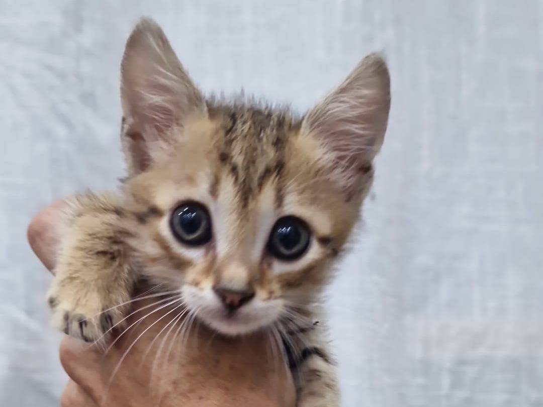 Adozione gatto, maschio, Razza sconosciuta Razza sconosciuta, 2 mesi, taglia non valida, Livorno