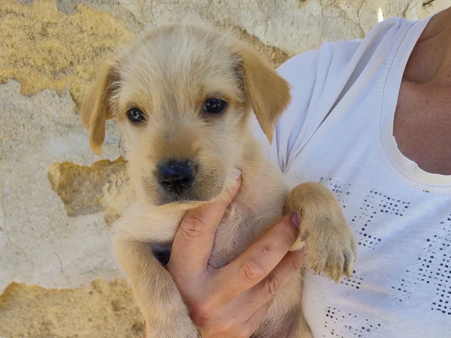 Adozione cane, maschio, Razza sconosciuta Razza sconosciuta, 2 mesi, taglia media, Trapani