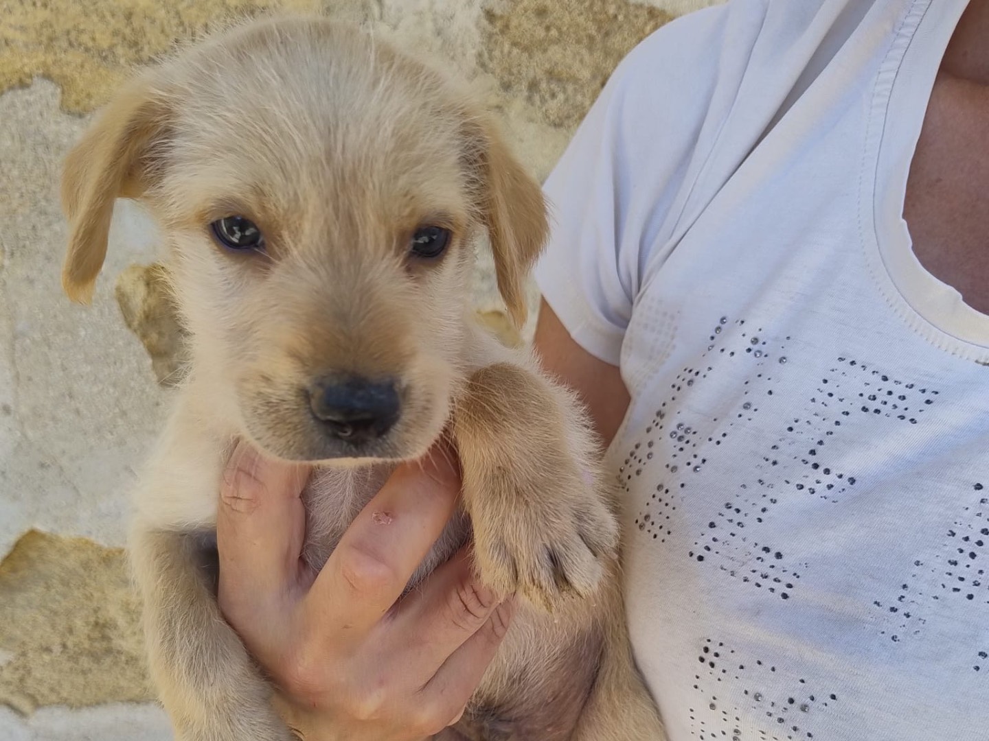 Adotta un cane, maschio, 2 mesi, Trapani