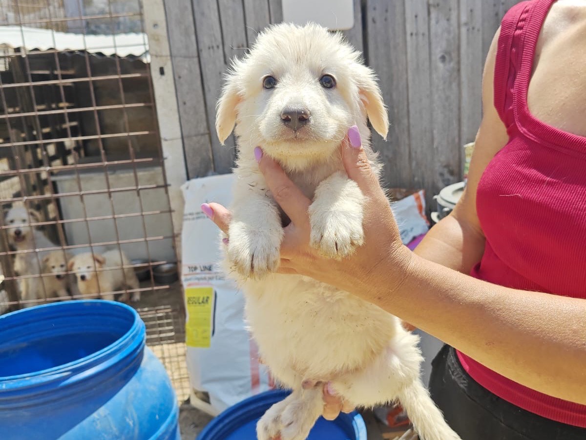 Adozione cane, maschio, Razza sconosciuta Razza sconosciuta, 2 mesi, taglia media, Trapani