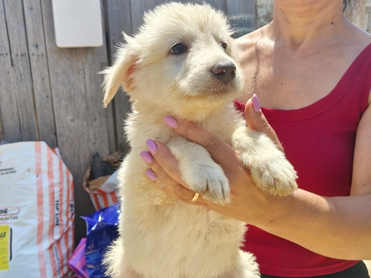 Adotta un cane, taglia media, maschio, Trapani