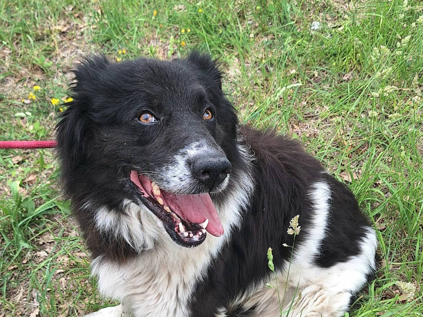 Adotta un cane, maschio, 3 anni e 4 mesi, Teramo