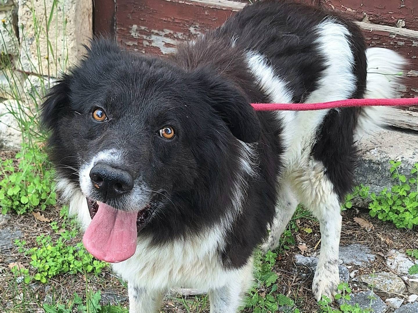 Adotta un cane, taglia grande, maschio, Teramo