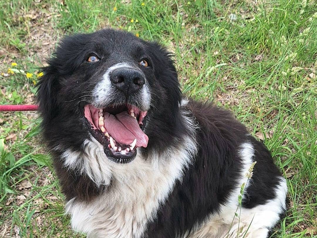 Vuoi adottare un cane a Teramo?