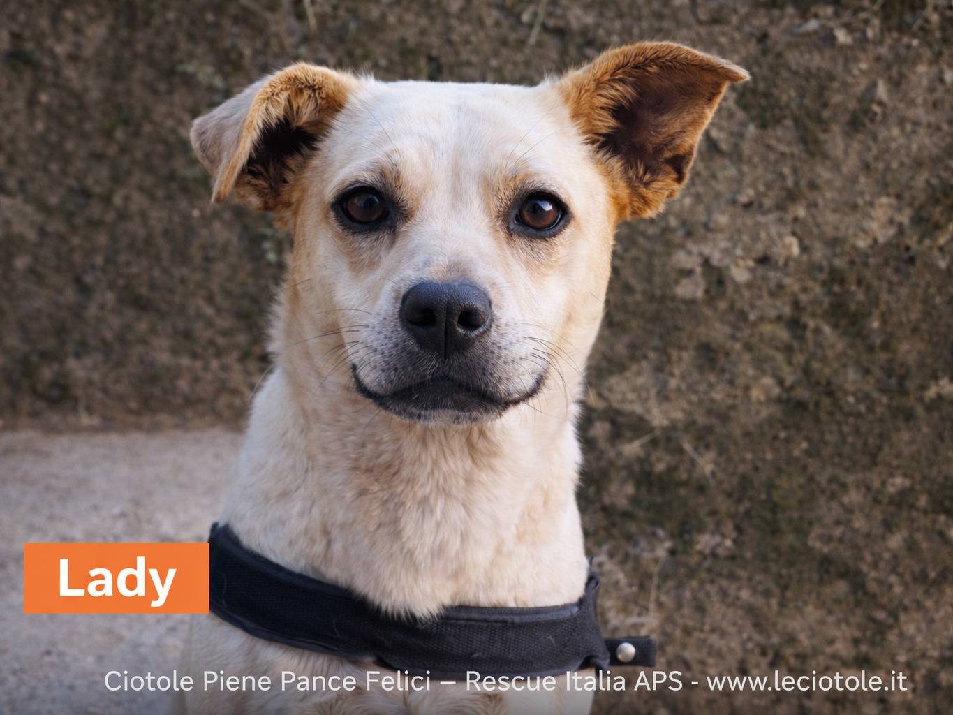 Adozione cane, femmina, Razza sconosciuta Razza sconosciuta, 1 anno e 6 mesi, taglia piccola, Treviso
