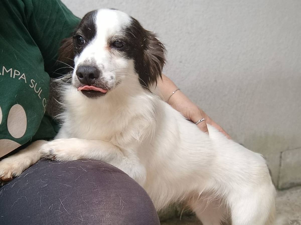 Adozione cane, maschio, Razza sconosciuta Razza sconosciuta, 3 anni e 1 mese, taglia piccola, Caserta