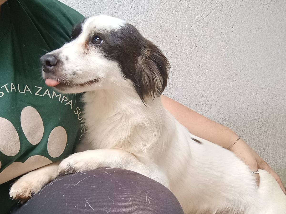 Adotta un cane, maschio, 3 anni e 1 mese, Caserta