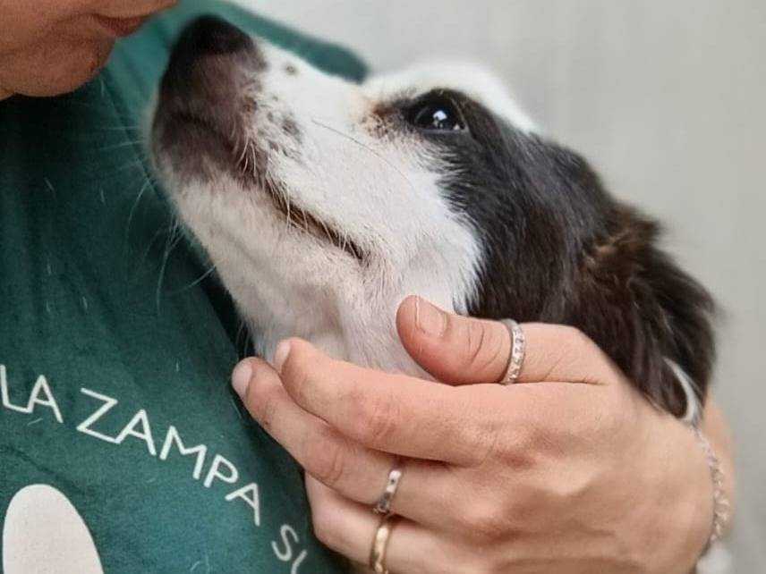 Adotta un cane, taglia piccola, maschio, Caserta