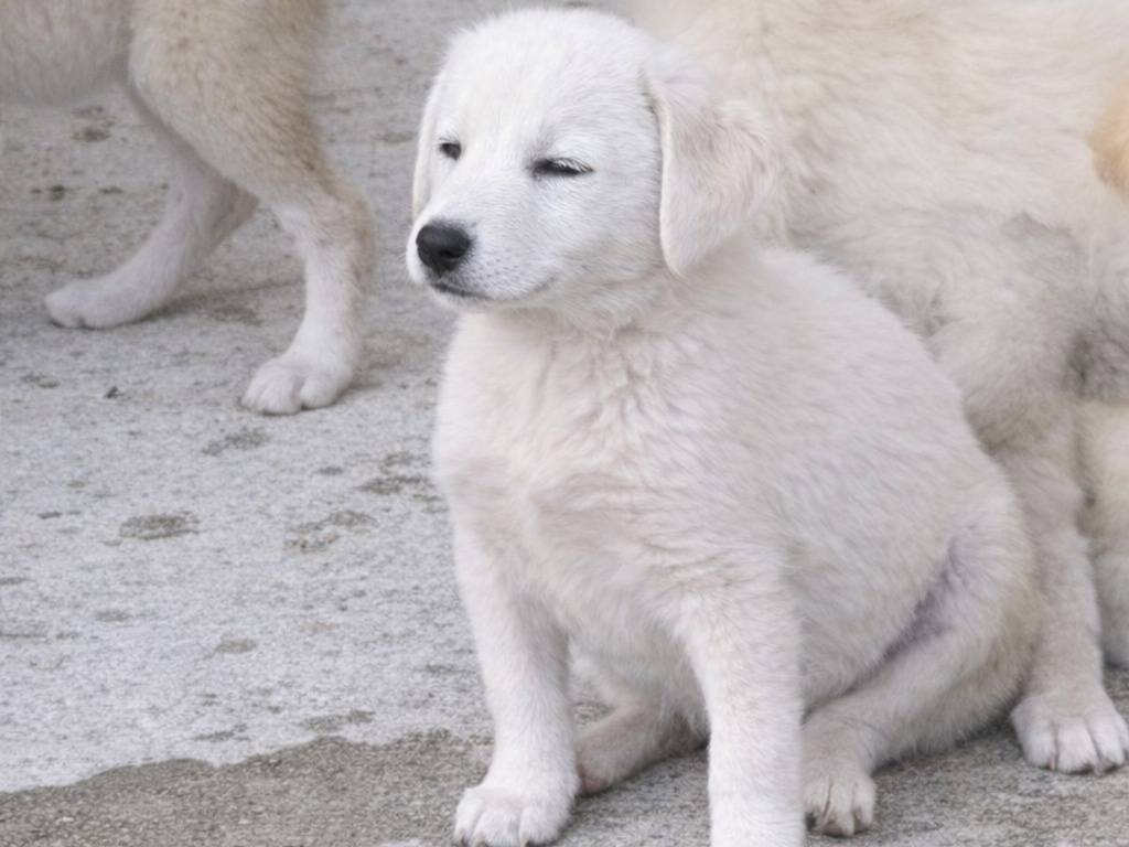 Adozione cane, femmina, Razza sconosciuta Razza sconosciuta, 3 mesi, taglia media, Avellino