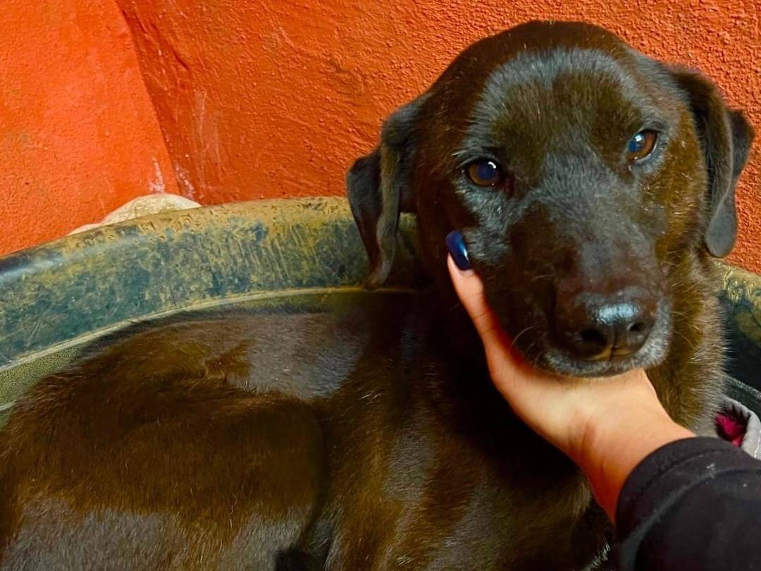 Adozione cane, femmina, Razza sconosciuta Razza sconosciuta, 6 anni e 4 mesi, taglia media contenuta, Roma