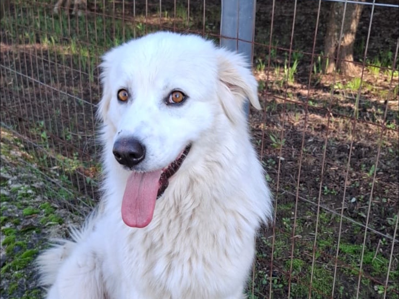 Adozione cane, femmina, Razza sconosciuta Razza sconosciuta, 4 anni, taglia grande, Caserta
