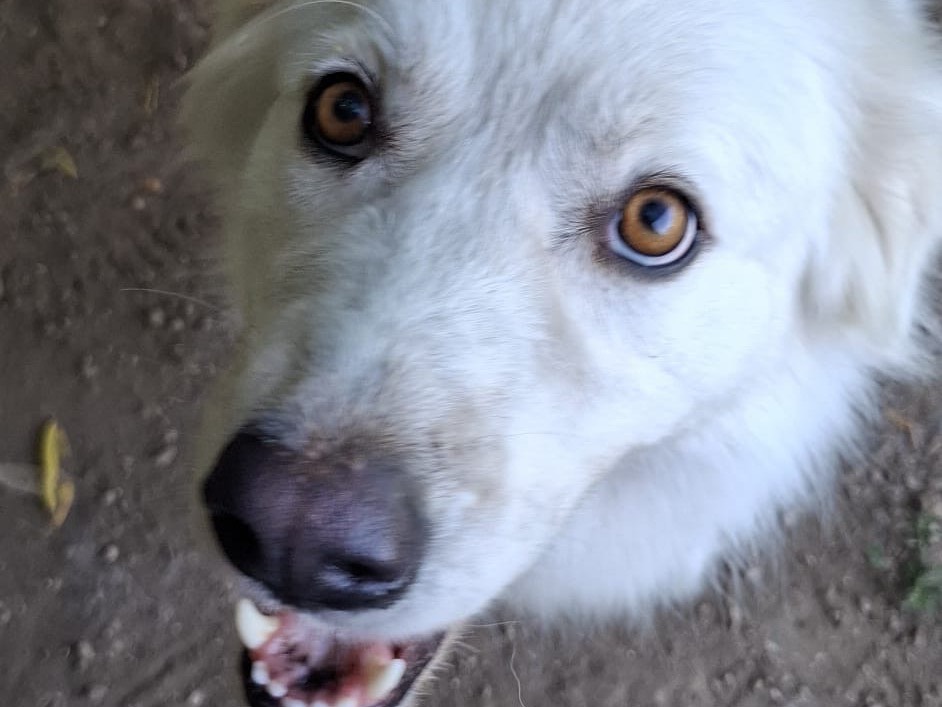 Adotta un cane, femmina, 4 anni, Caserta
