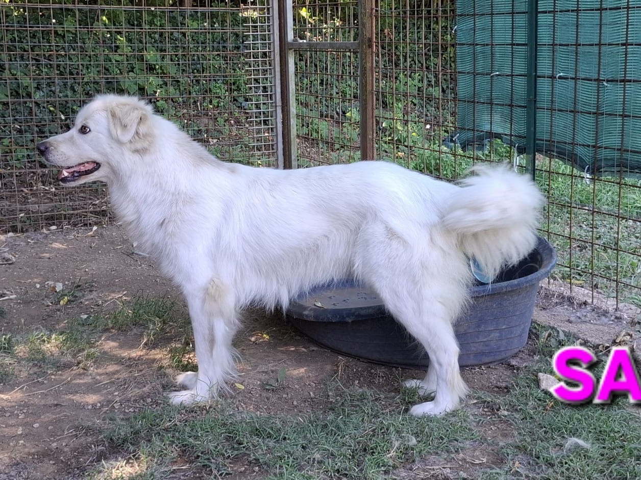 Adotta un cane, taglia grande, femmina, Caserta