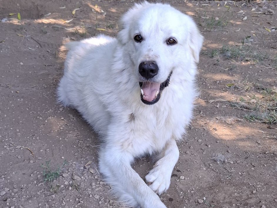 Adozione cane, maschio, Razza sconosciuta Razza sconosciuta, 4 anni, taglia grande, Caserta