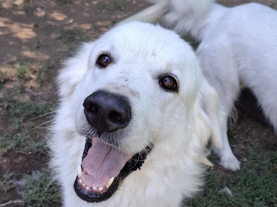 Adotta un cane, maschio, 4 anni, Caserta