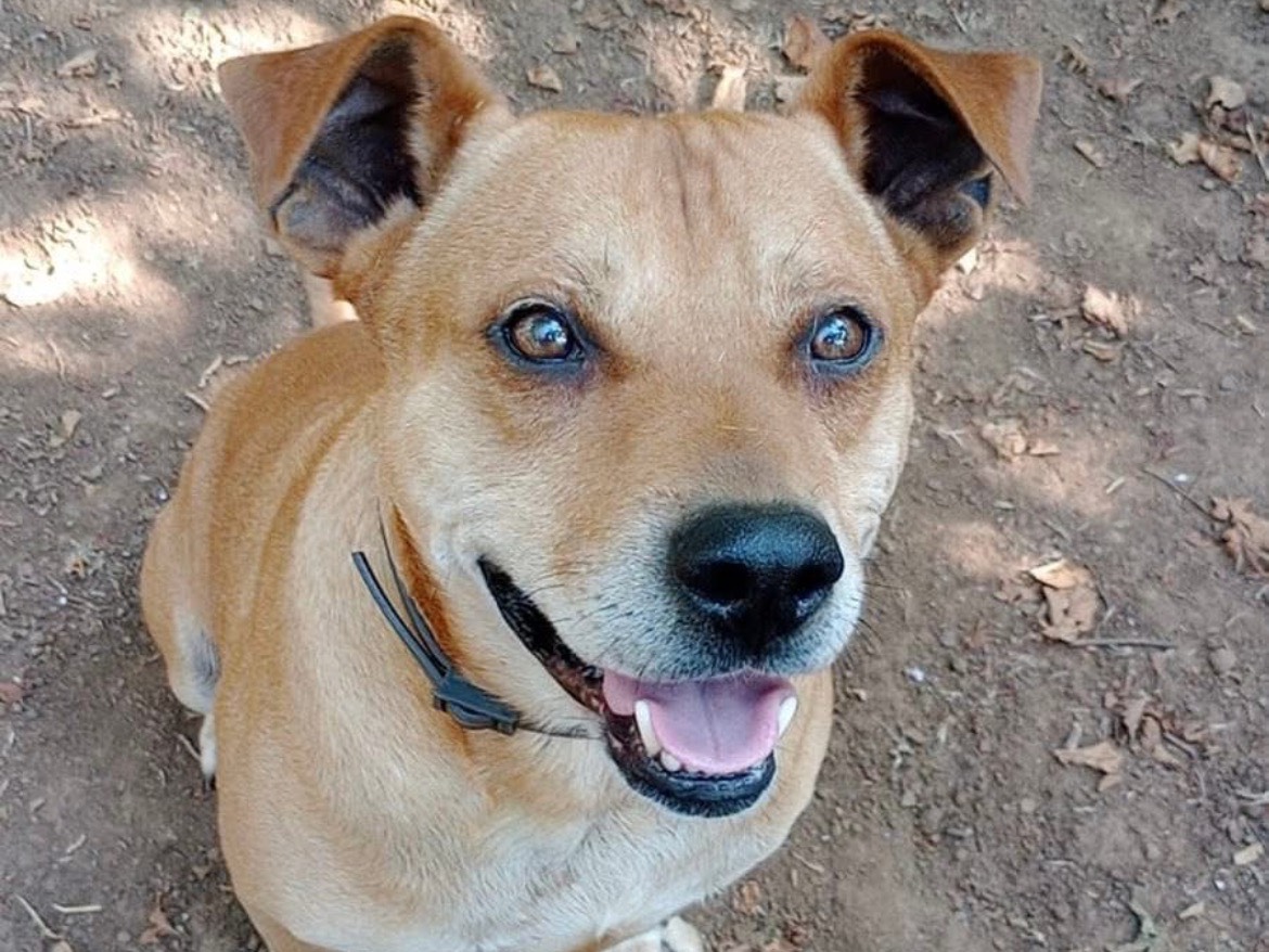 Adozione cane, maschio, Razza sconosciuta Razza sconosciuta, 7 anni e 4 mesi, taglia media, Roma